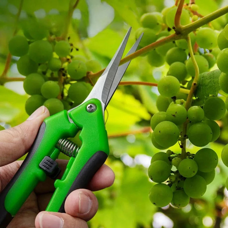 Stainless Steel Bonsai Shears | Curved Blade Garden Secateurs for Pruning & Shearing | Ideal for Fruit Picking and Weeding